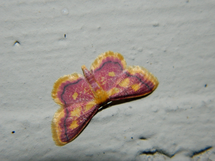 Idaea muricata